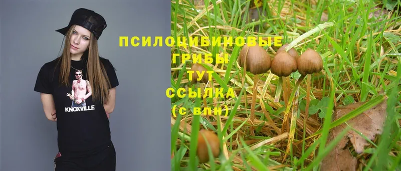 Псилоцибиновые грибы Psilocybe  даркнет сайт  Ухта 